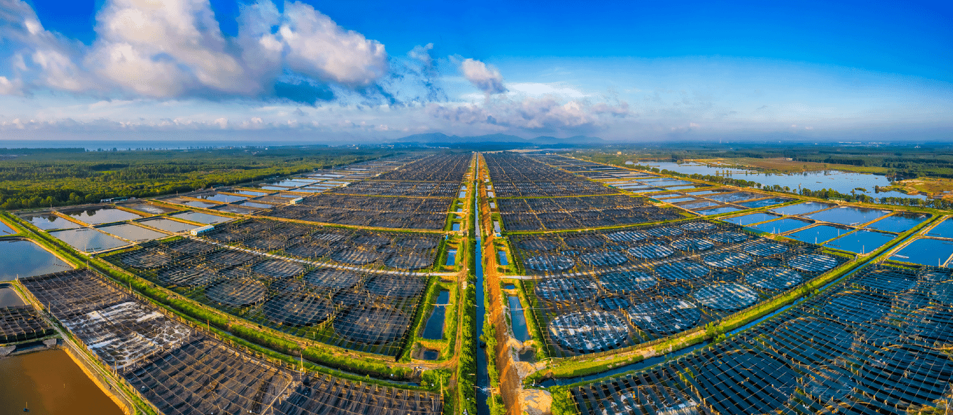 Vista aérea da fazenda de camarão Loc An de Minh Phu