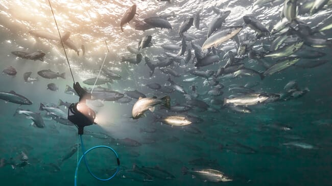 Una imagen de salmones bajo el agua.