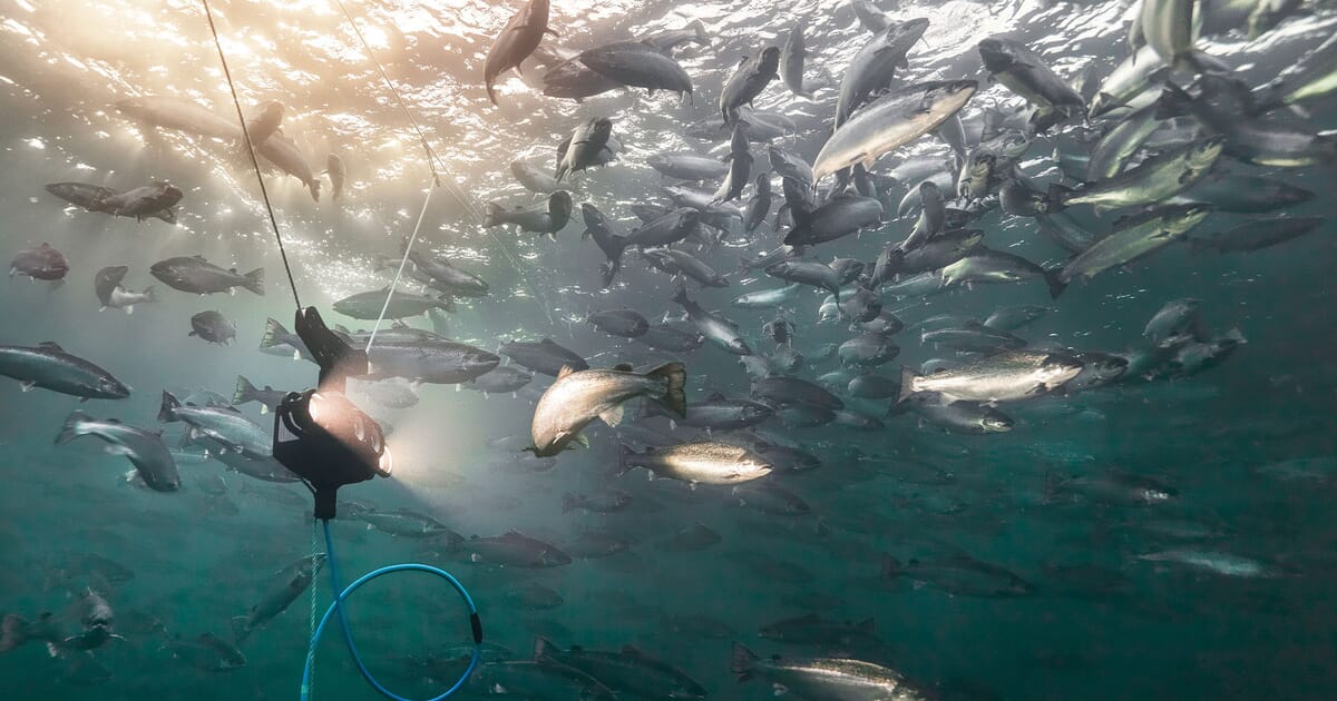 The innovative solutions being used to tackle sea lice on salmon farms The innovative solutions being used to tackle sea lice on salmon farms