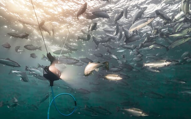 Harnessing AI in aquaculture | The Fish Site