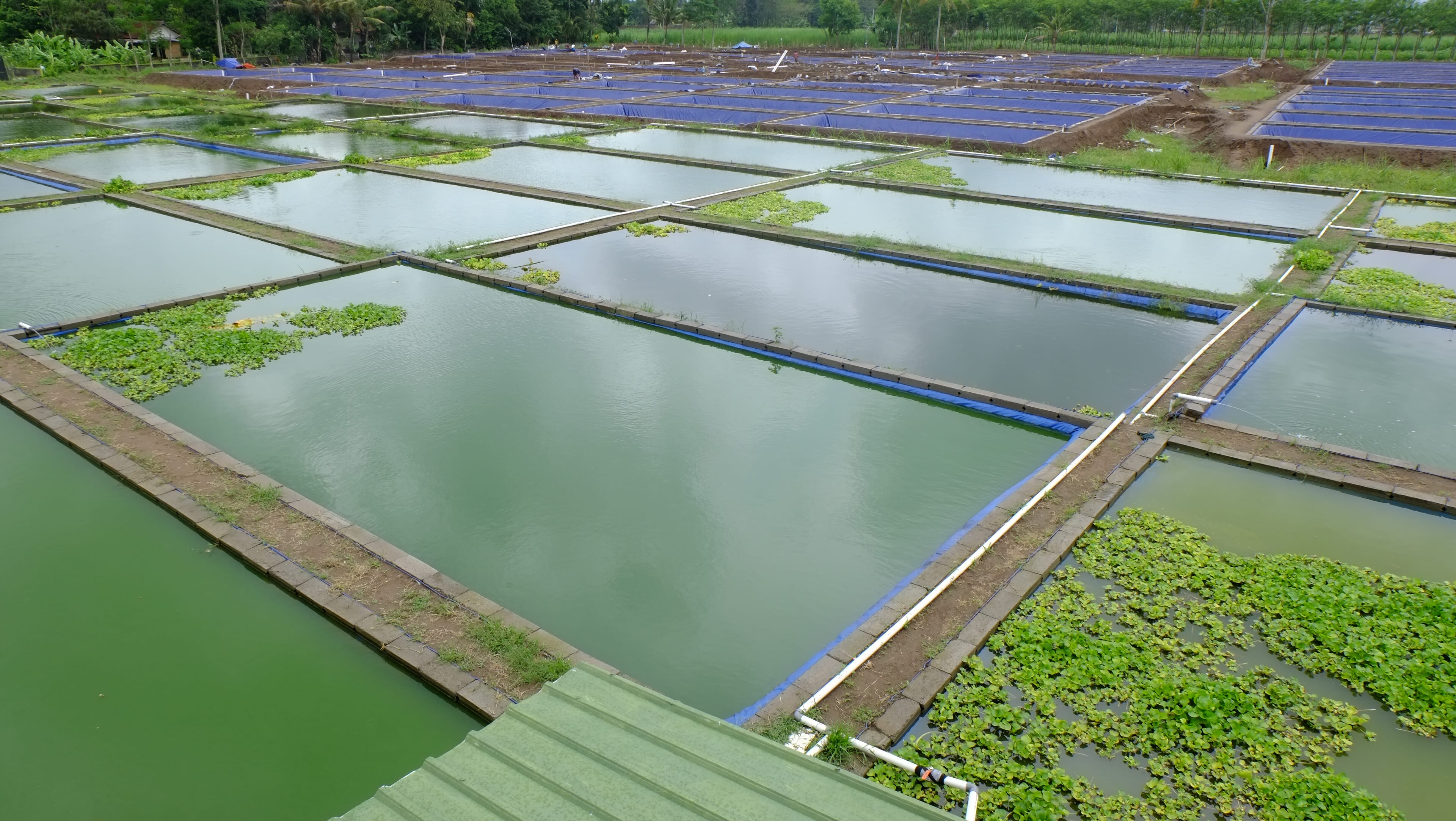 Urban tropical cheap fish farm