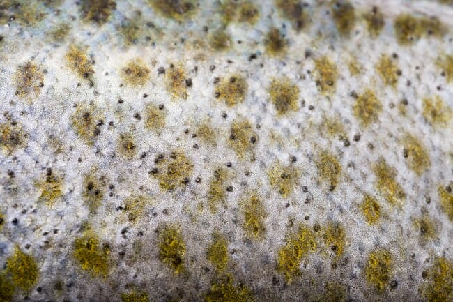 close-up de uma pele de peixe