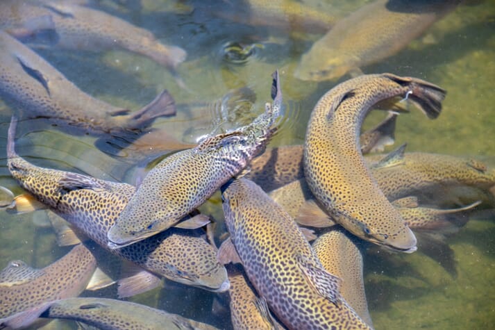 trout swimming in water