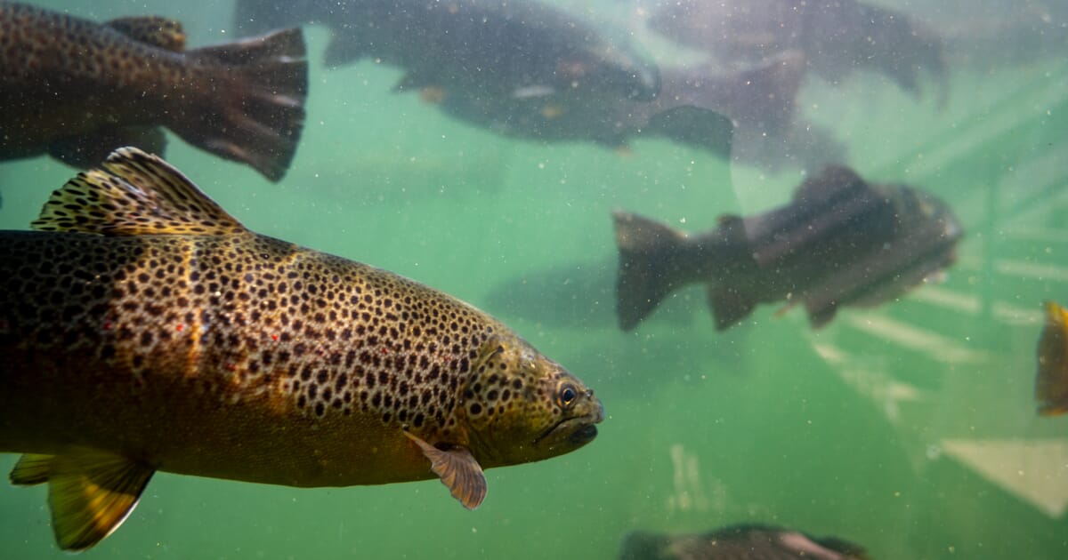 20,000 trout eggs for the aquaculture system : r/Aquariums