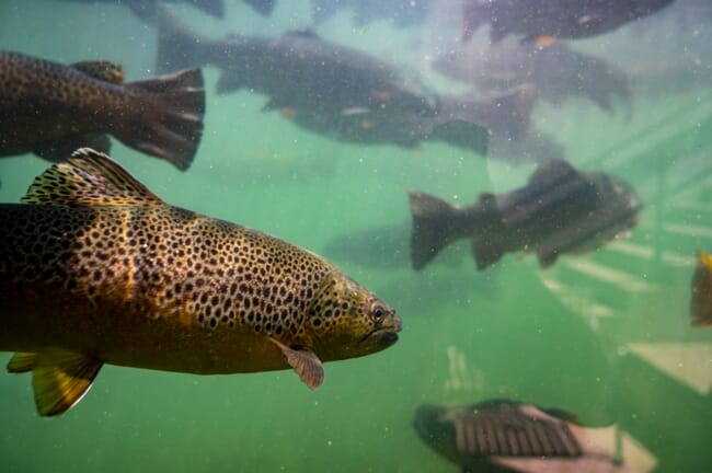 trout swimming under water