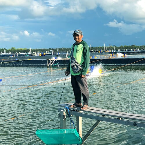 AquaEasy's AI solutions have been successfully deployed at many shrimp farms in Indonesia and Vietnam