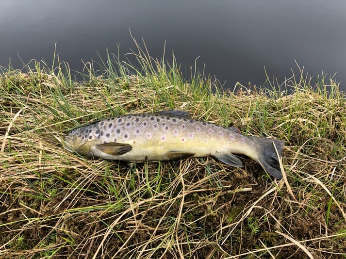 A brown trout caught in a Scottish hill loch