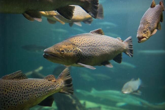 Brown trout under the water.