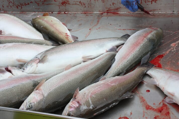 The groups are against farming non-native species, such as steelhead, in Atlantic waters