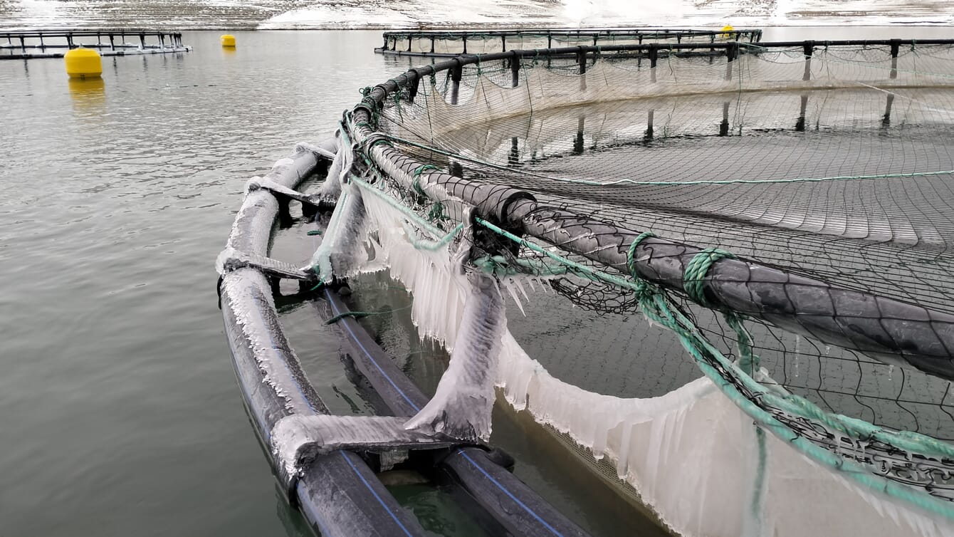 Ice on trout pens