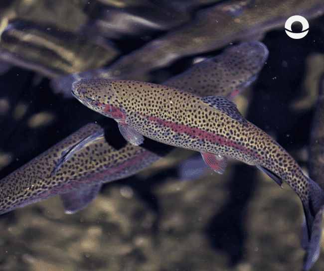 A trout underwater.