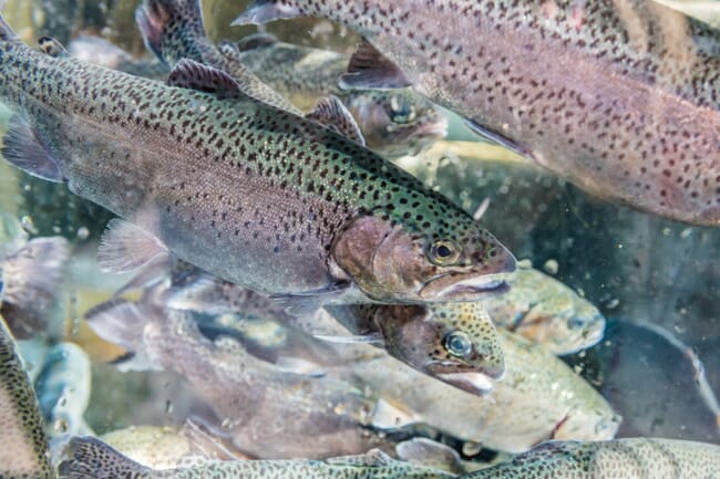 Rainbow trout swimming under water