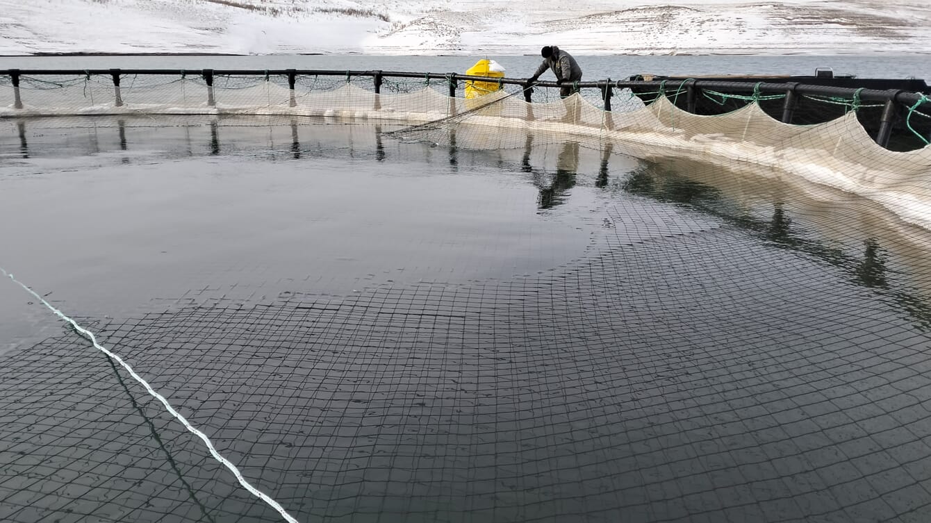 Worker on open trout pen