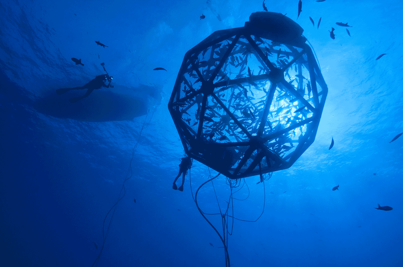 An udnerwater view of a fish farm in Hawaii.