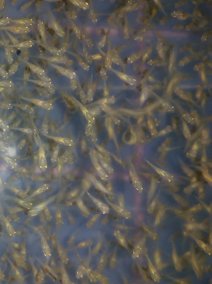 Many viral diseases affect tilapia fry and fingerlings, presenting a unique challenge for producers