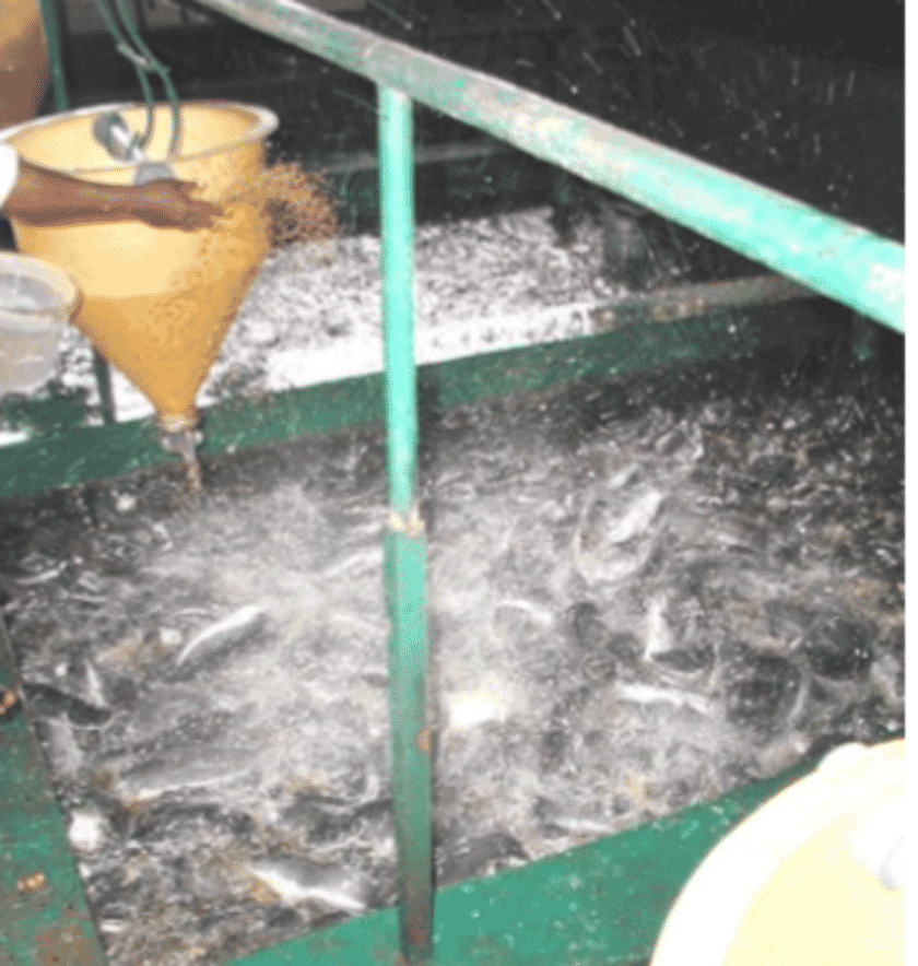 Ade Alakija the man who took Nigeria's catfish sector to a new level