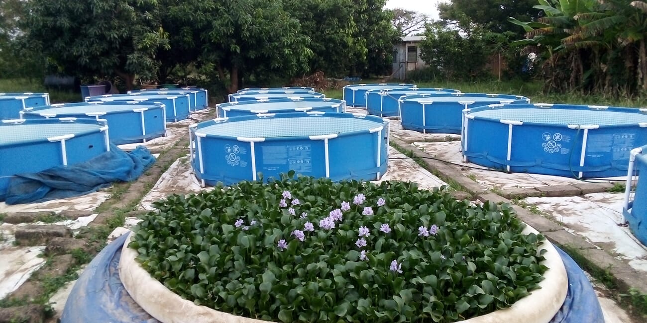 A fertile new market in African aquaponics | The Fish Site