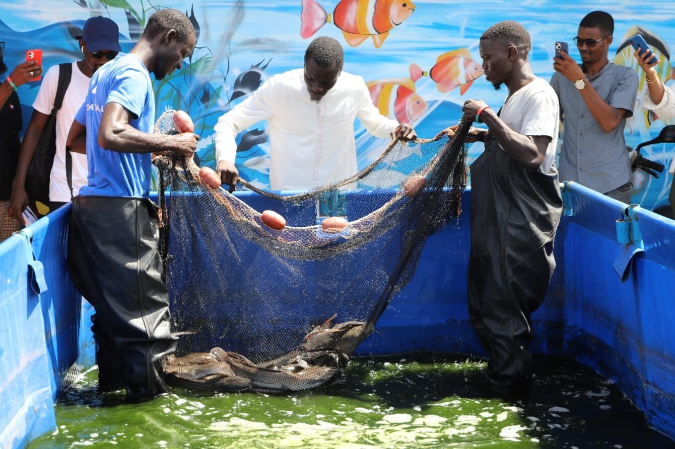 A group of farmers harvesting catfish from a blue pond.