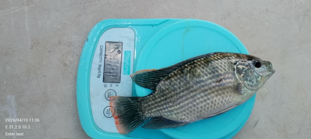 AquaCulture Pro launches FCR calculator for pond farmers