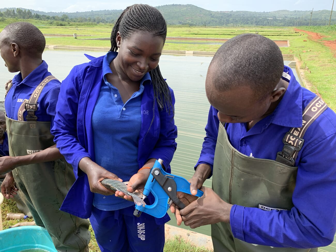 Improving East Africa's farmed tilapia strains The Fish Site