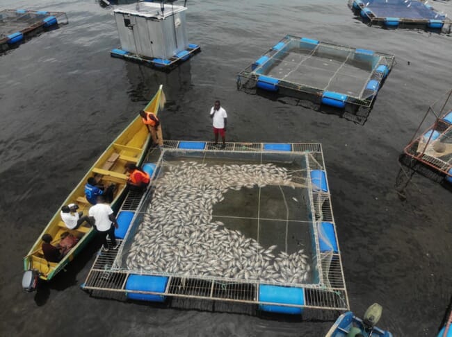 Agricultores inspeccionando peces muertos en el lago Victoria.