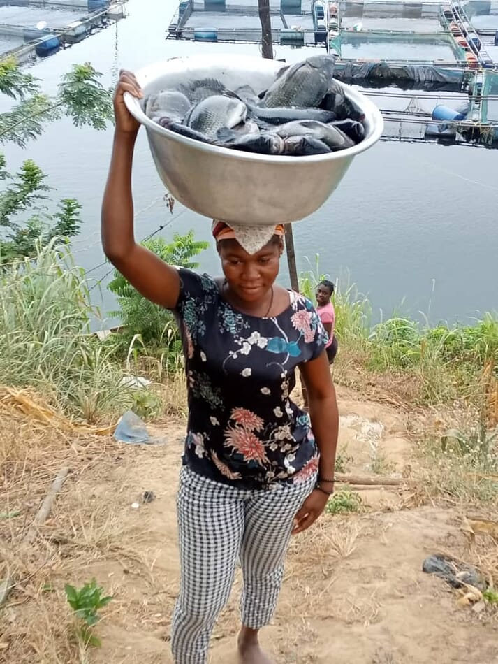 Ghana's tilapia output reached 50,000 tonnes in 2018