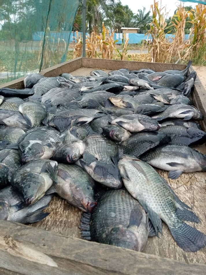 lake volta fish