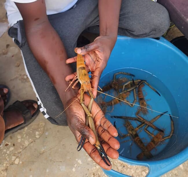 A man holding a farmed giant freshwater prawn.