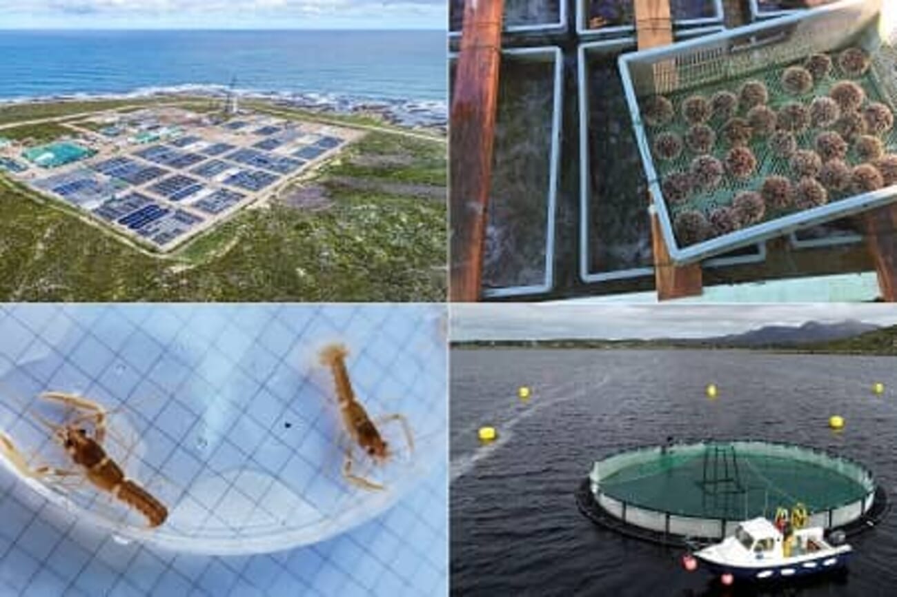 Integrated Multi-Trophic Aquaculture – FDOMF