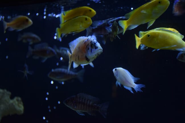 Ornamental fish in a tank.