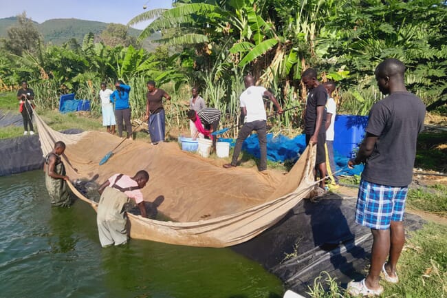 Grupo de pessoas colhendo peixes em um lago