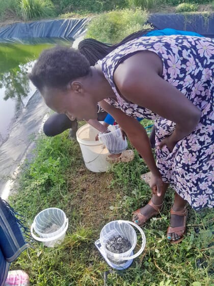 Woman with bucket of tilapia fingerlings