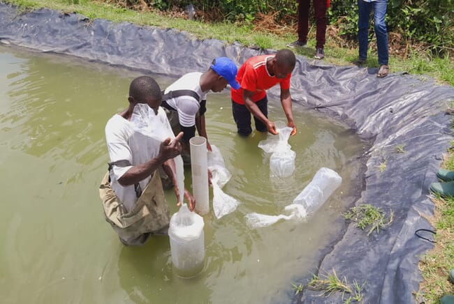 Group of men standing in a pond adding fish