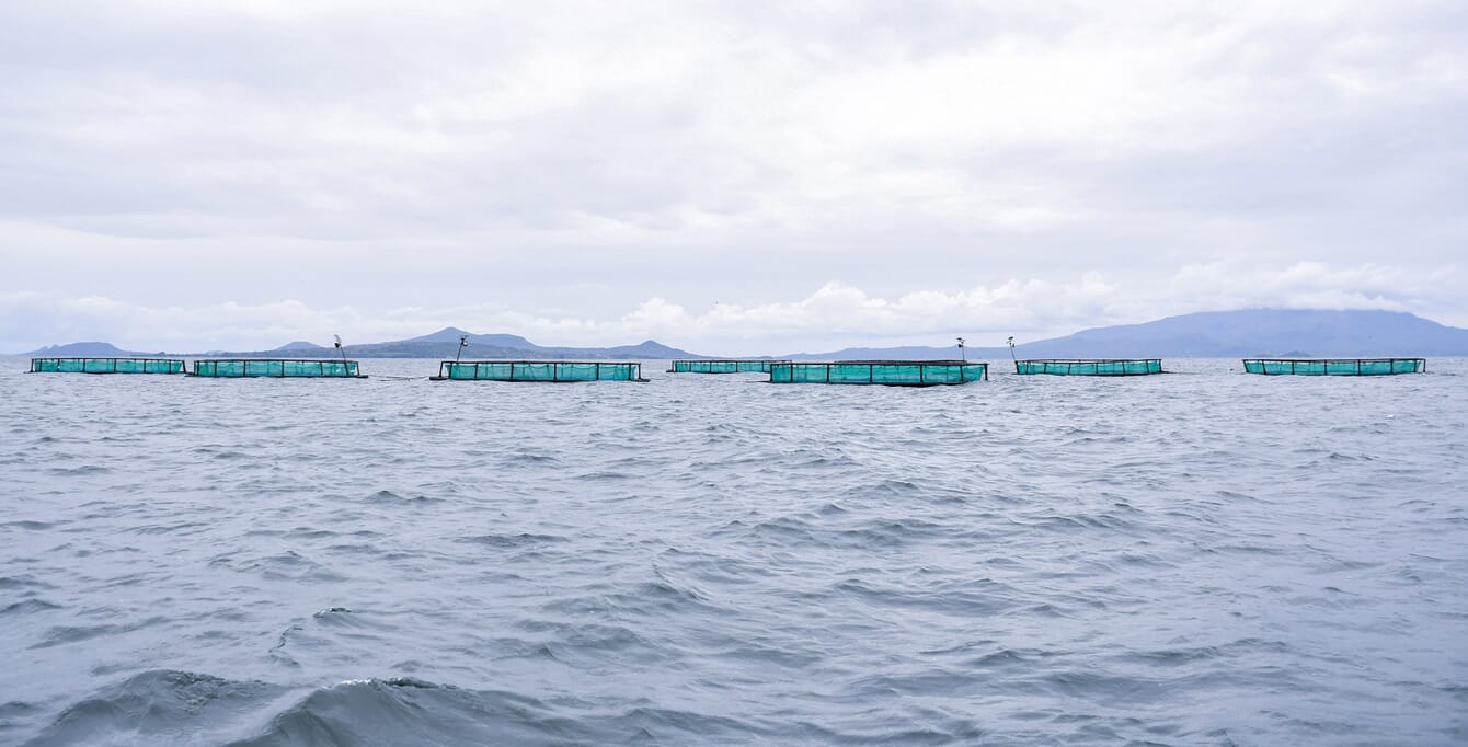 Cages on a lake