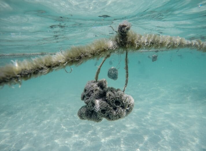 sea sponge growing on a rope