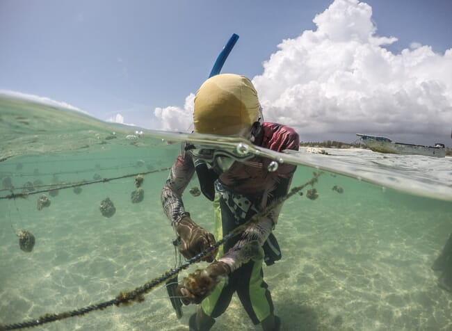 woman wearing a diving mask, cleaning sponges attached to a rope
