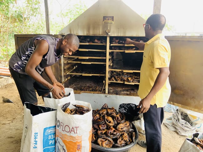 Two men removing roasted fish out of a large oven