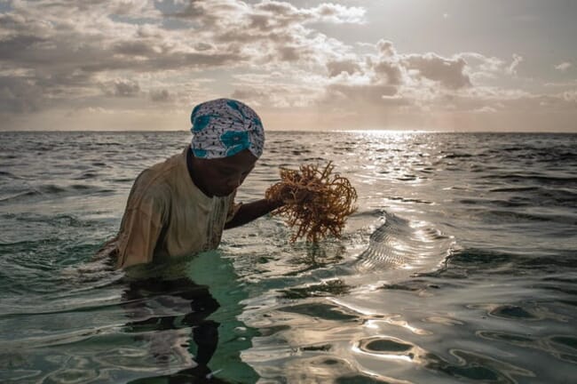 A woman holding a clump of seaweed above the water.