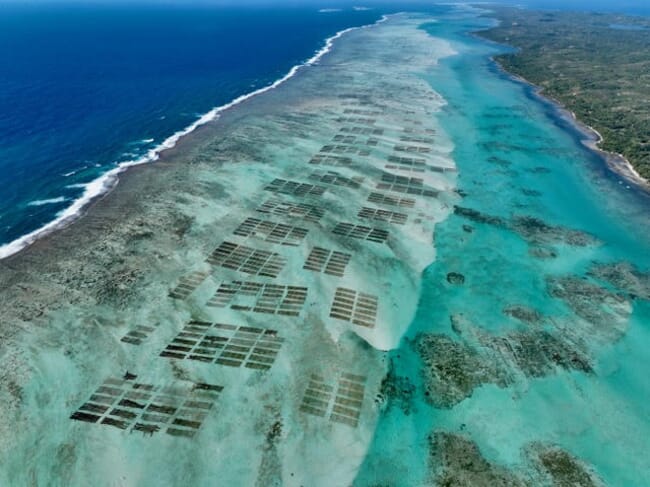 Aerial view of a coastal seaweed farm.