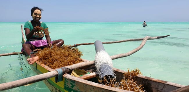 A woman in a dugout canoe filled with seaweed.