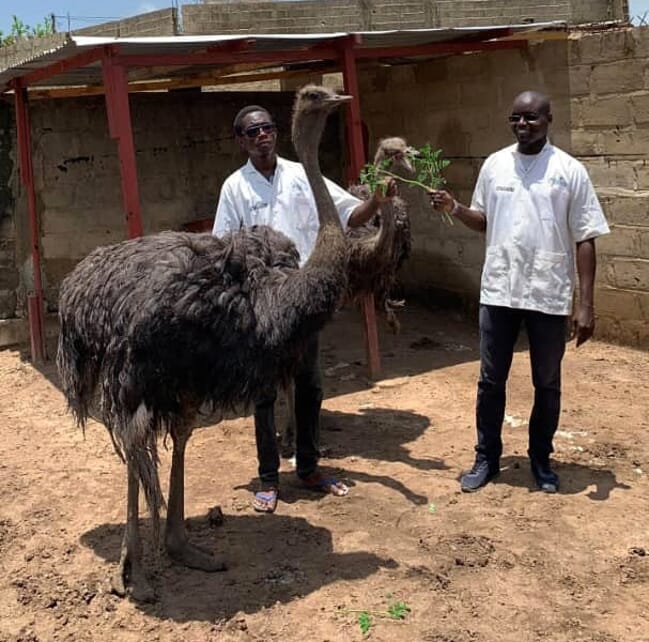 Two big ostriches at a farm in Senegal.