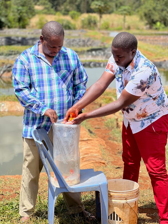 Two men sorting ornamental fish at a farm in Kenya.