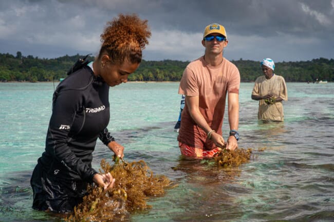 Three people tending a seaweed line.