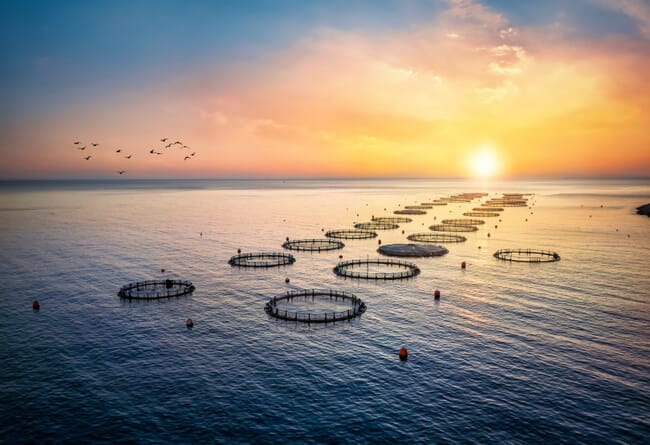 Aerial view of a fish farm at sunset.