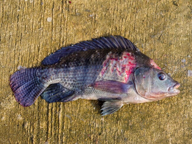 Um peixe morto com escamas faltando.