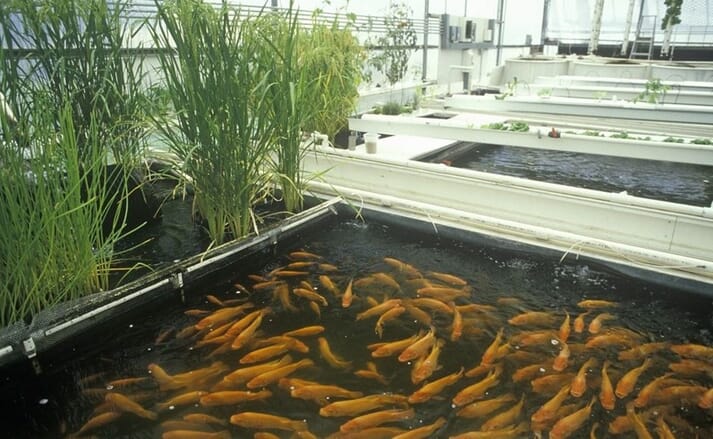 The project will involved the co-culture of tilapia with crops including chillies and tomatoes
