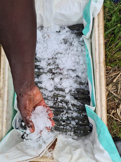 Mano poniendo hielo en el pescado