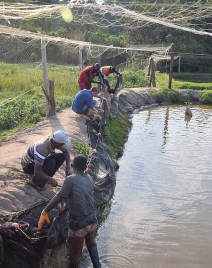 Personas recogiendo peces de un estanque en una piscifactoría en tierra