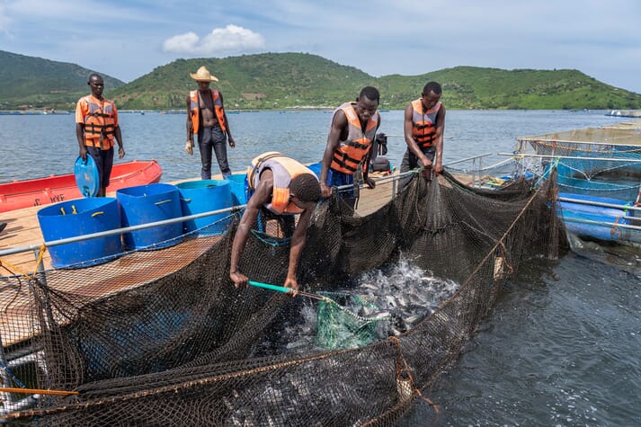 aquaculture technicians fishing for tilapia