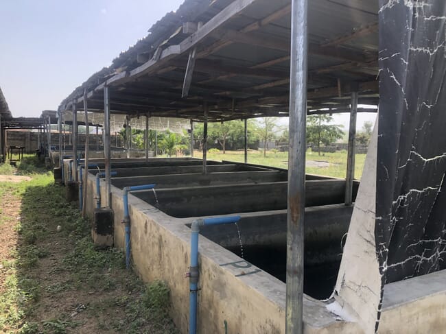 Abandoned concrete fish tanks.